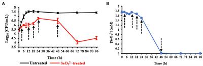 Untargeted Metabolomics Investigation on Selenite Reduction to Elemental Selenium by <mark class="highlighted">Bacillus mycoides</mark> SeITE01